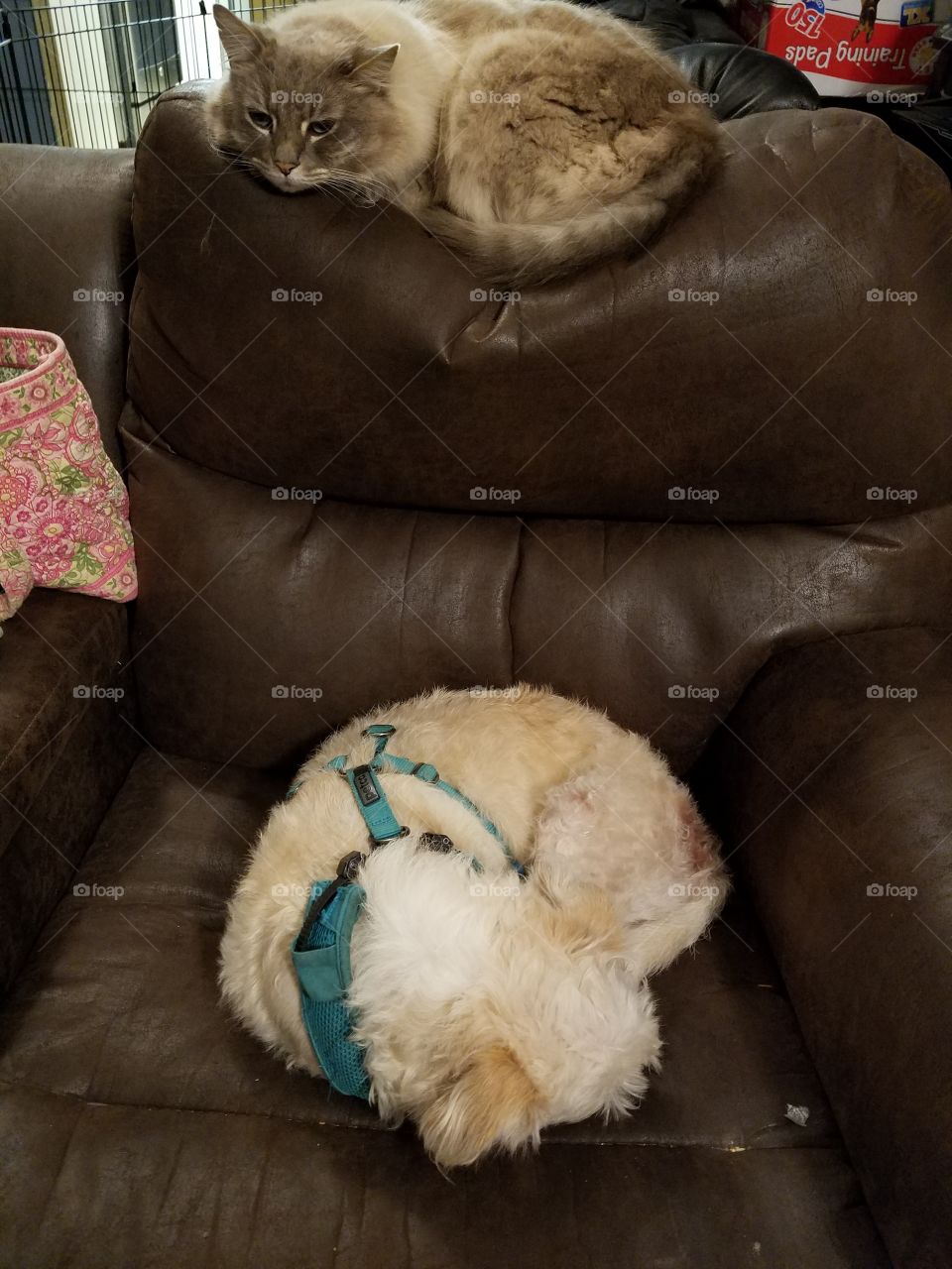 Cat &Dog on couch