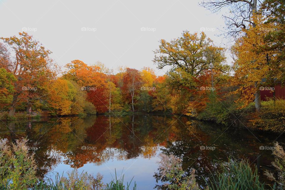 A lake at autumn