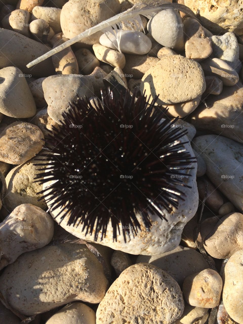 Sea urchin in Crete