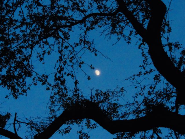 Night trees 