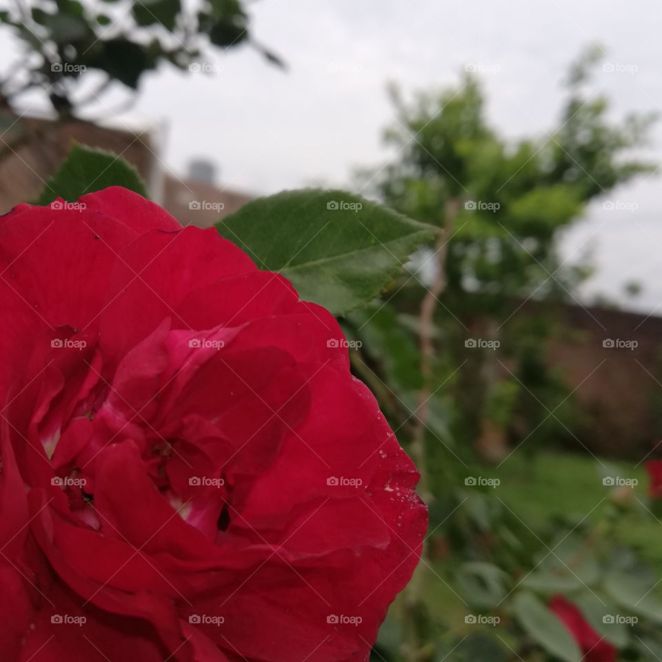 Rosas