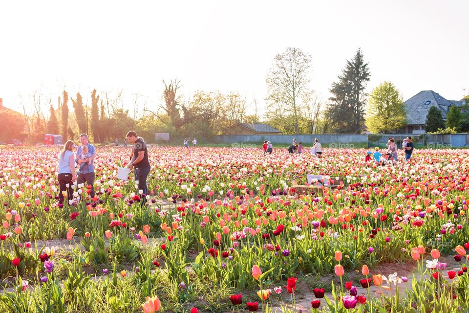 Tulips