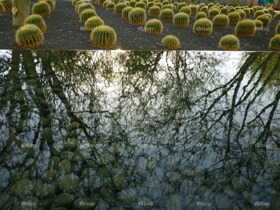 Reflection of trees in water