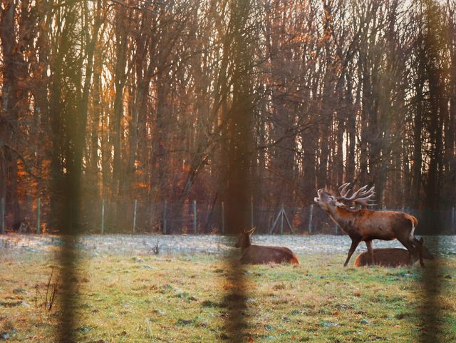 Dear Deer 