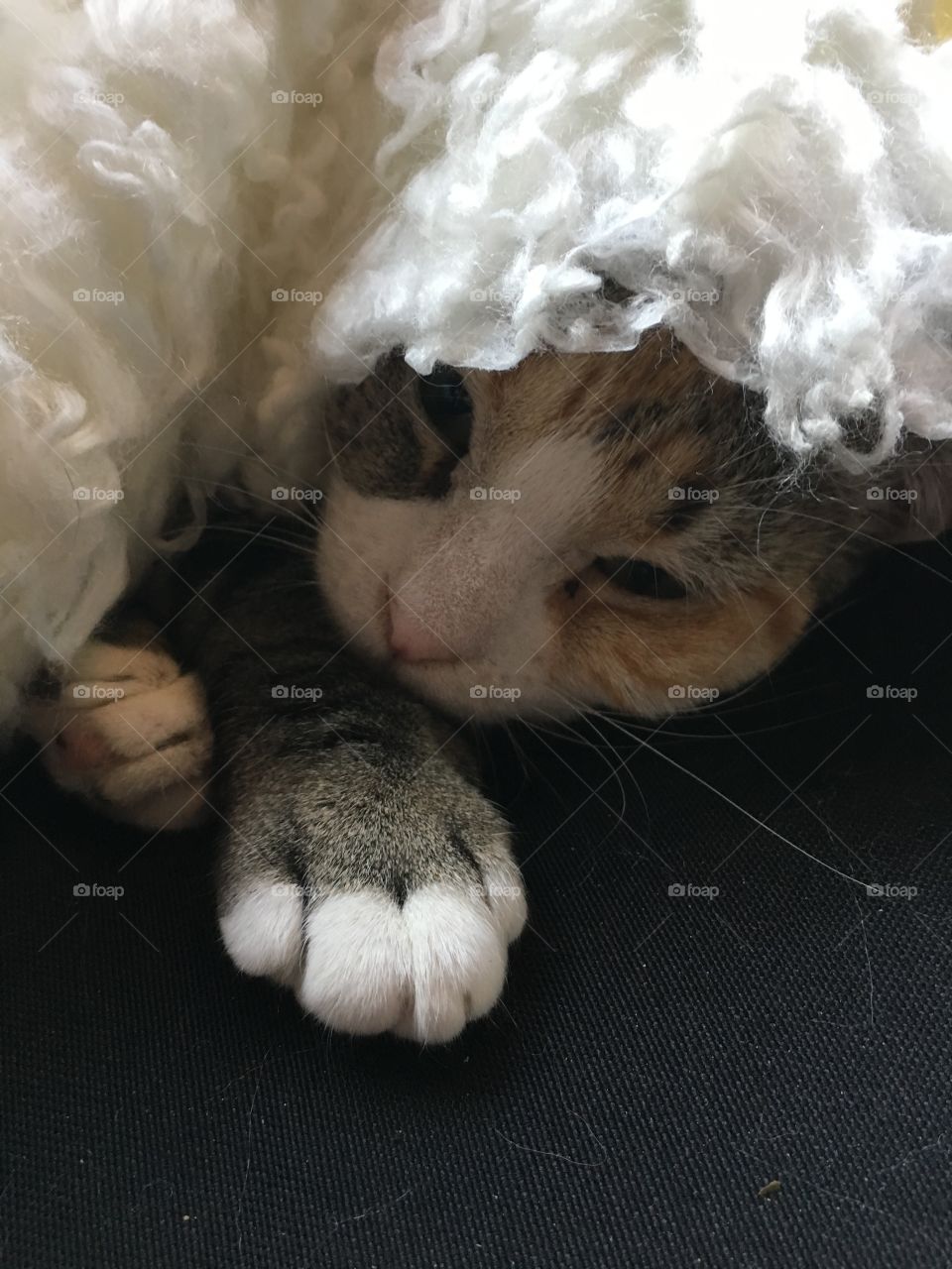Sleepy kitten peaking out from under a blanket.