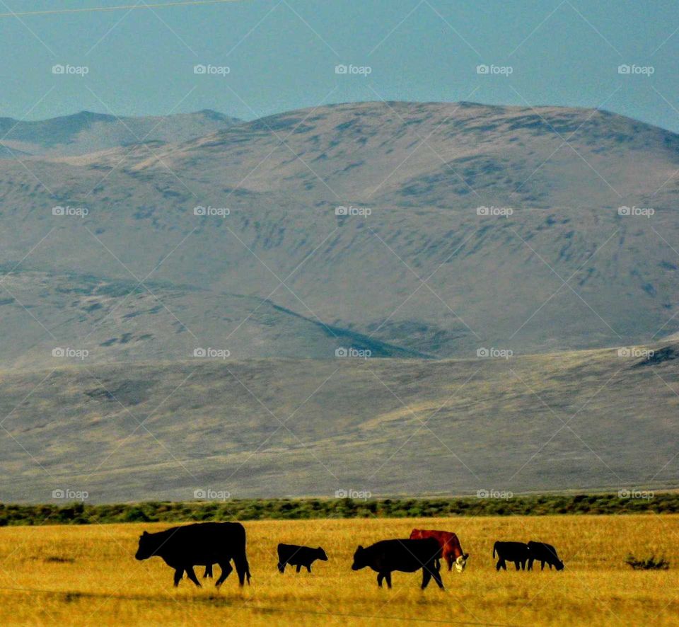 Mountain Scene With Grazing Cows "Hay There"