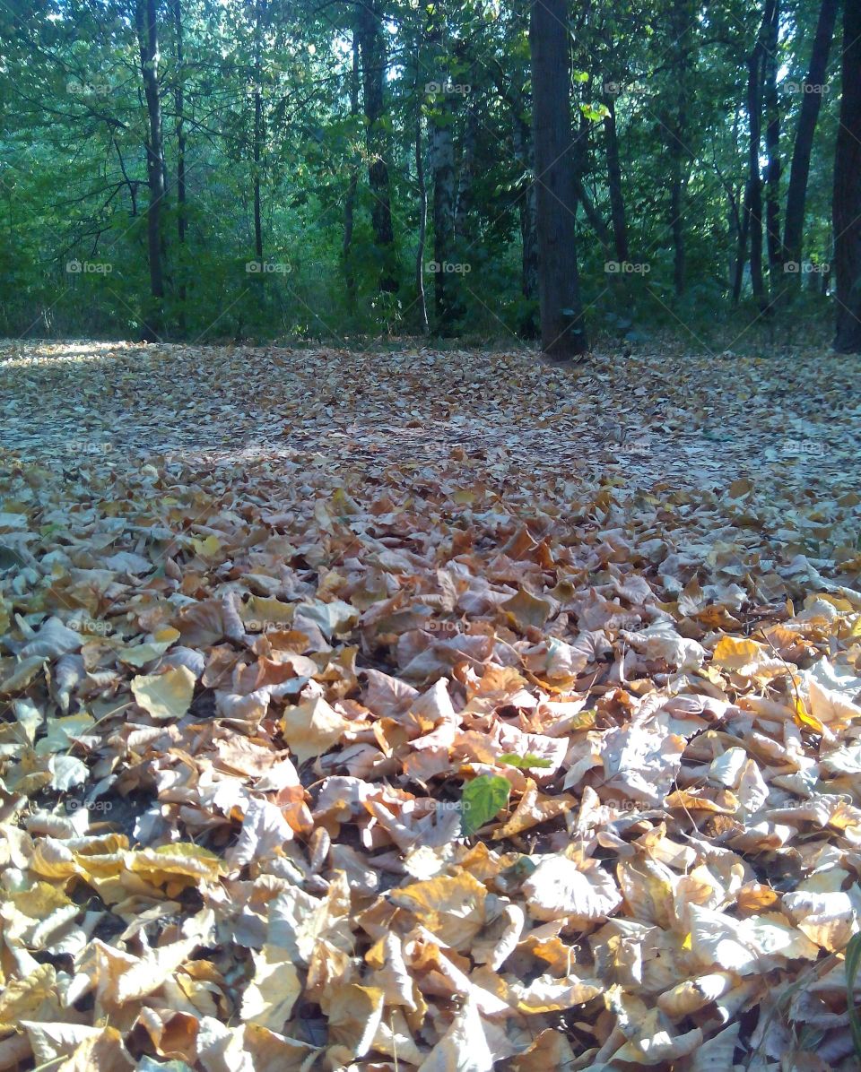 Nature, Fall, Environment, Leaf, Water