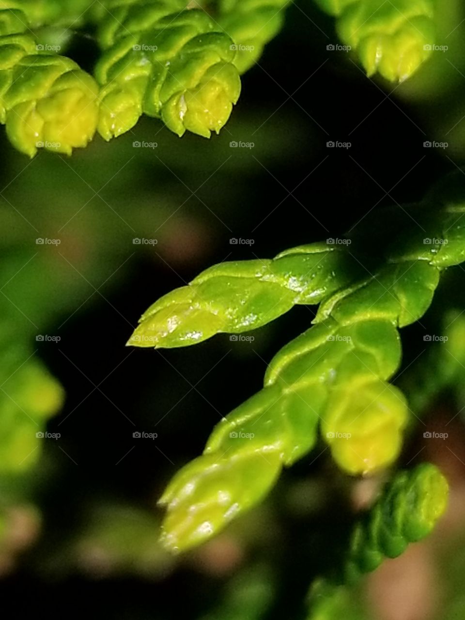 leaf