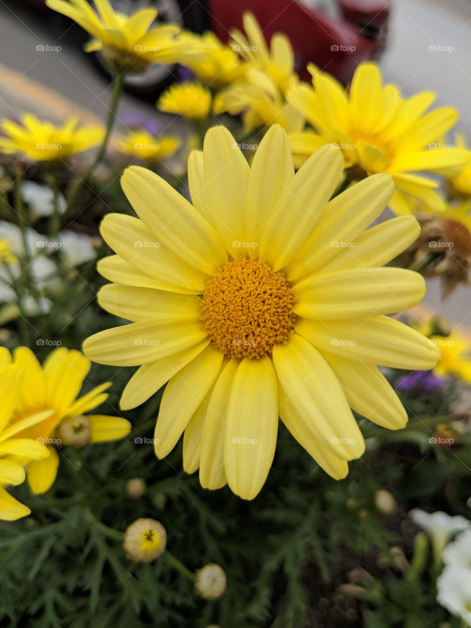 une Fleur jaune
