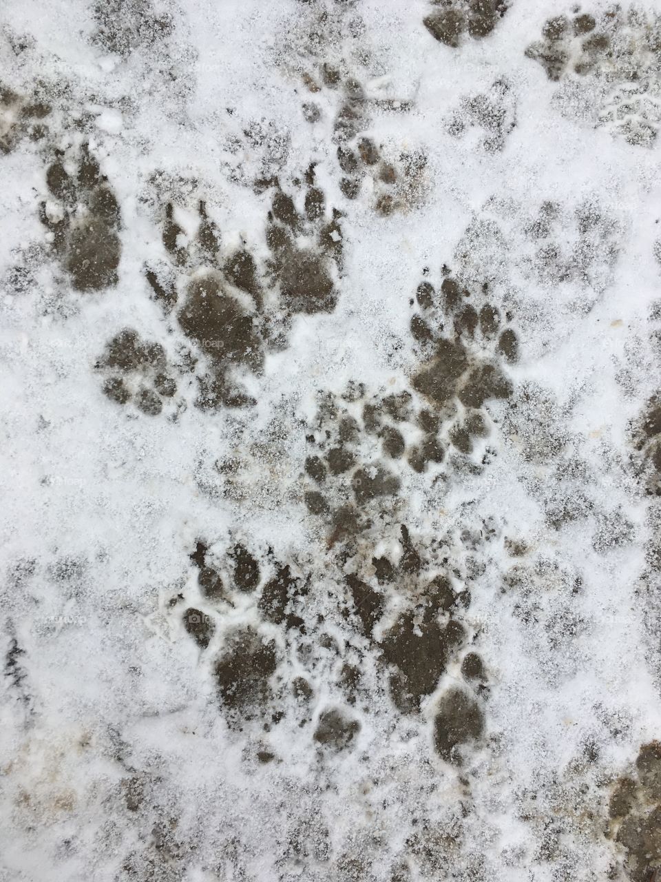 Paw prints 