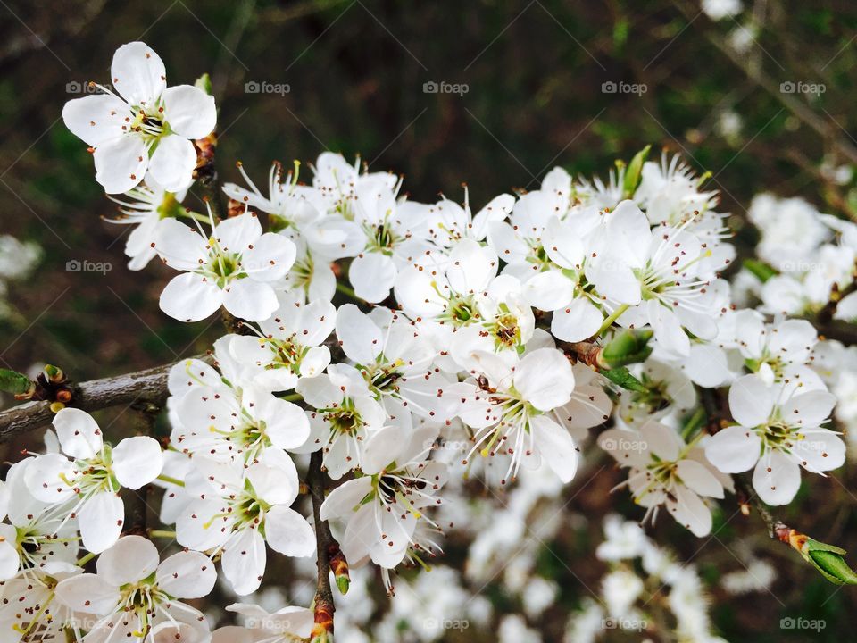 White flowers