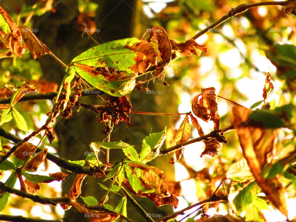 Dried leaves on plant stem