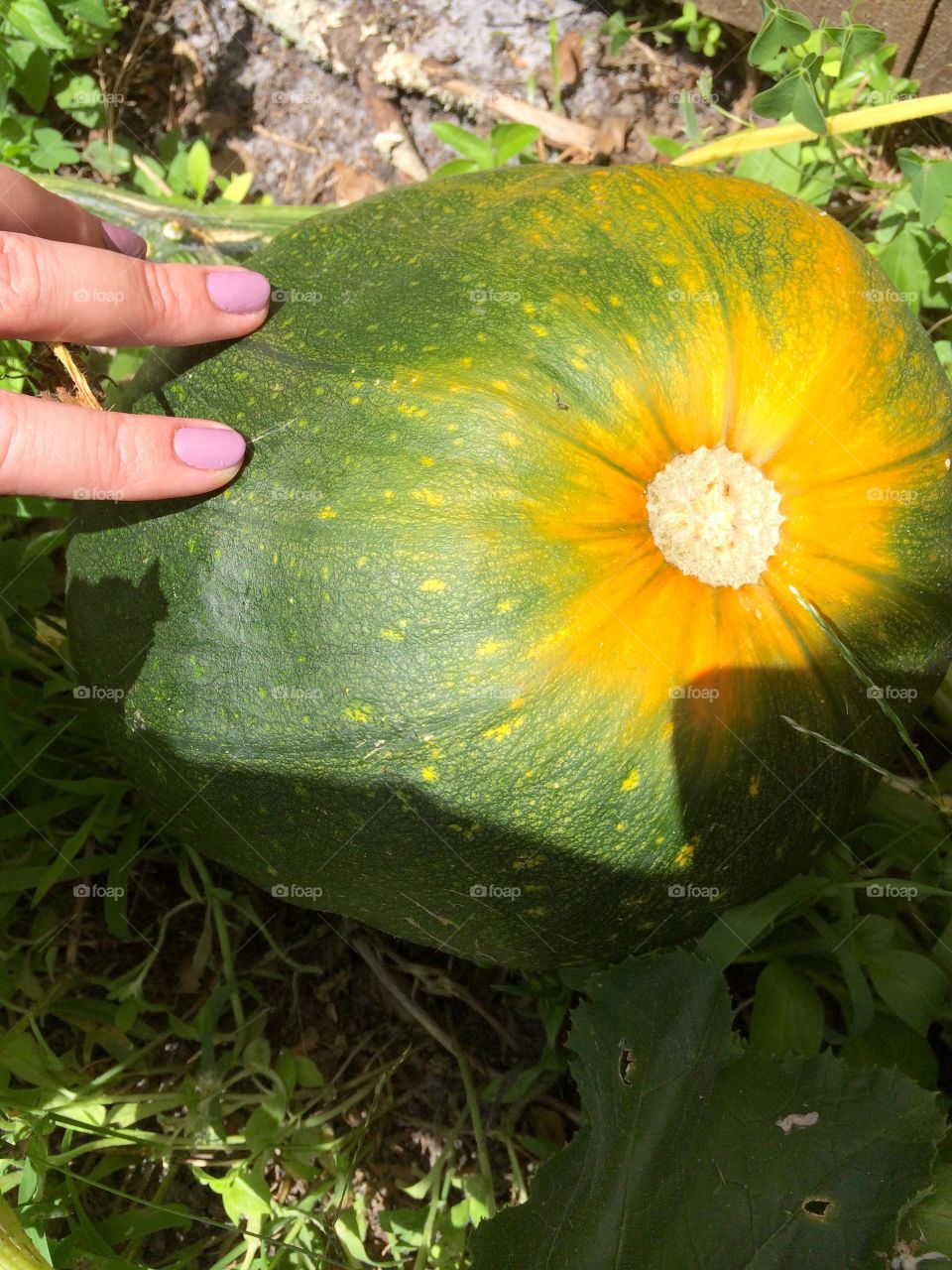 Here is our biggest surprise pumpkins to date! It came from the guts of last years Jackolanterns!