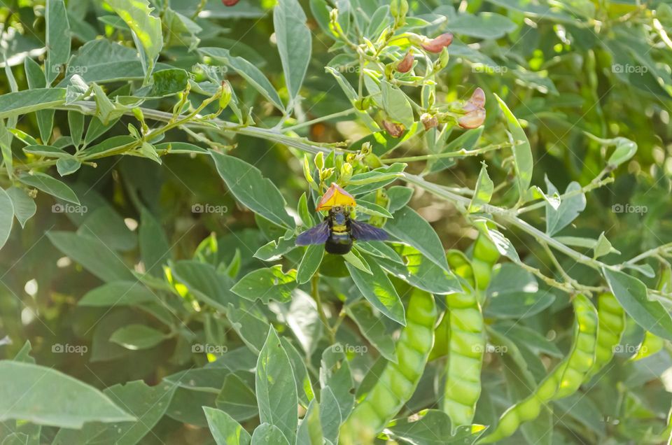 Carpenter Bee At Pigeon Peas Tree