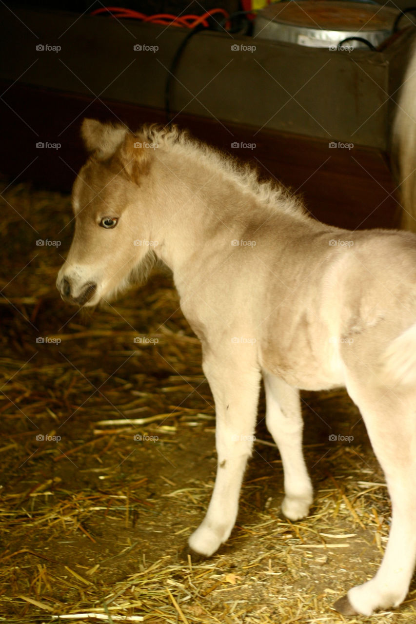 baby mini barn horse by lmtrent