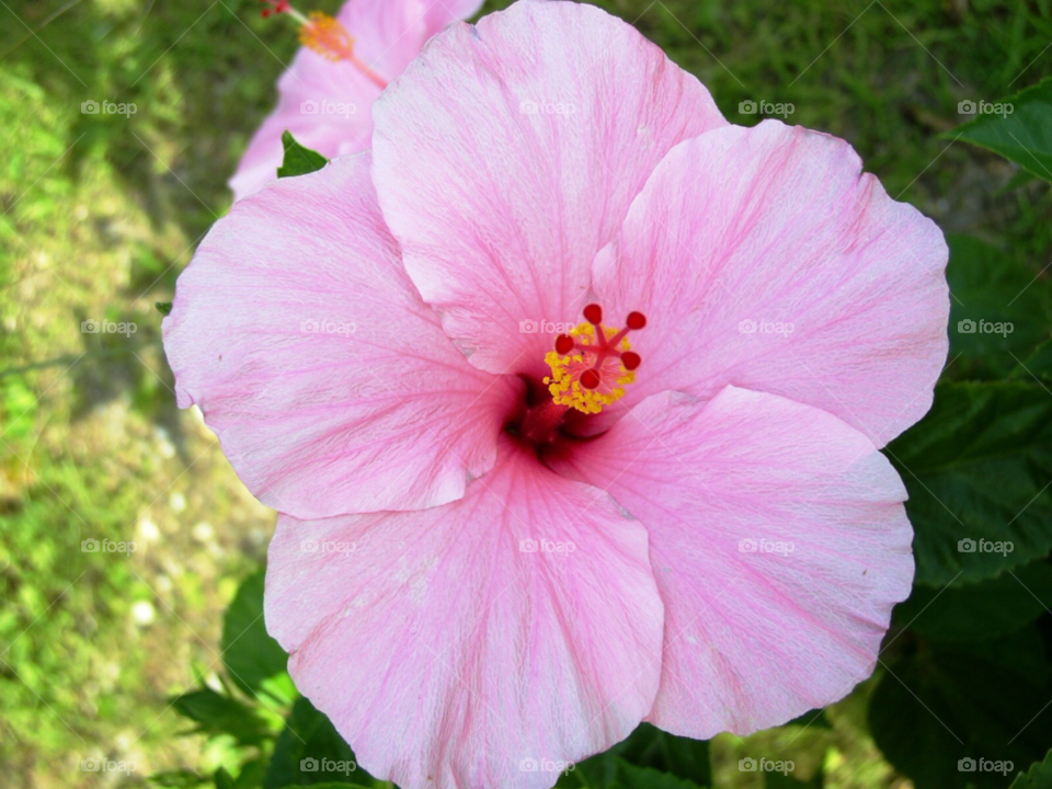 pink flower by refocusphoto