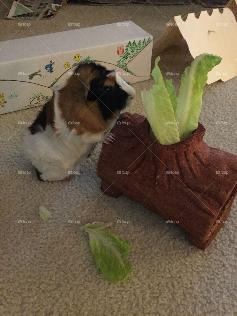 No Person, One, Food, Mammal, Dog