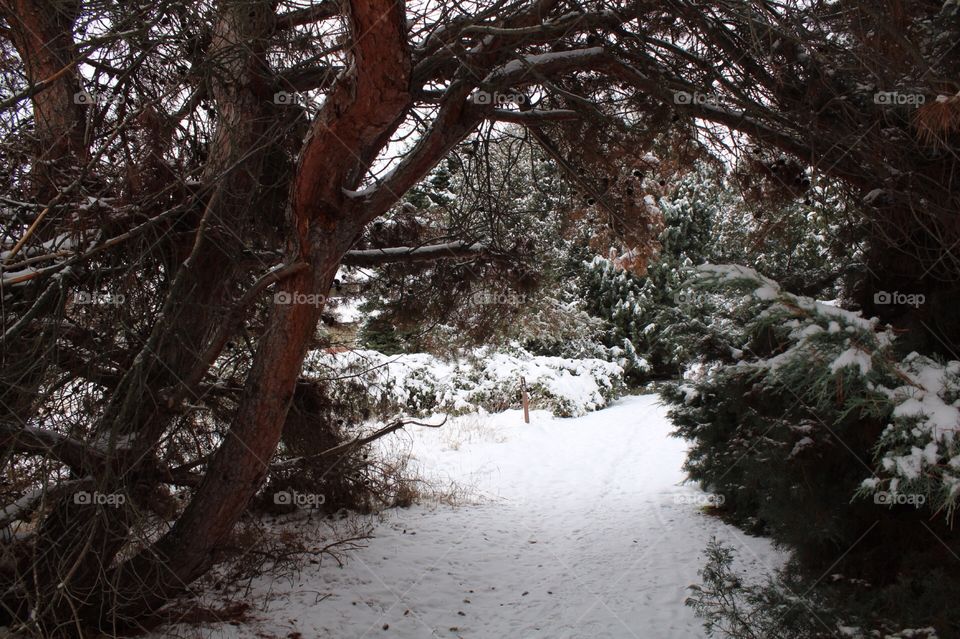 Through the winter woods 
