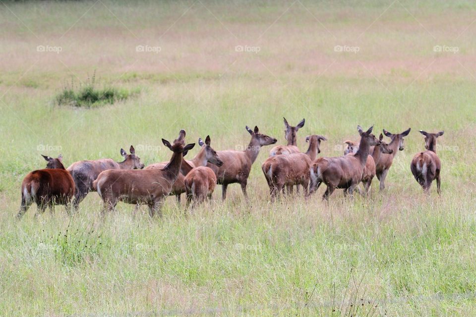 deer females in the deer farm