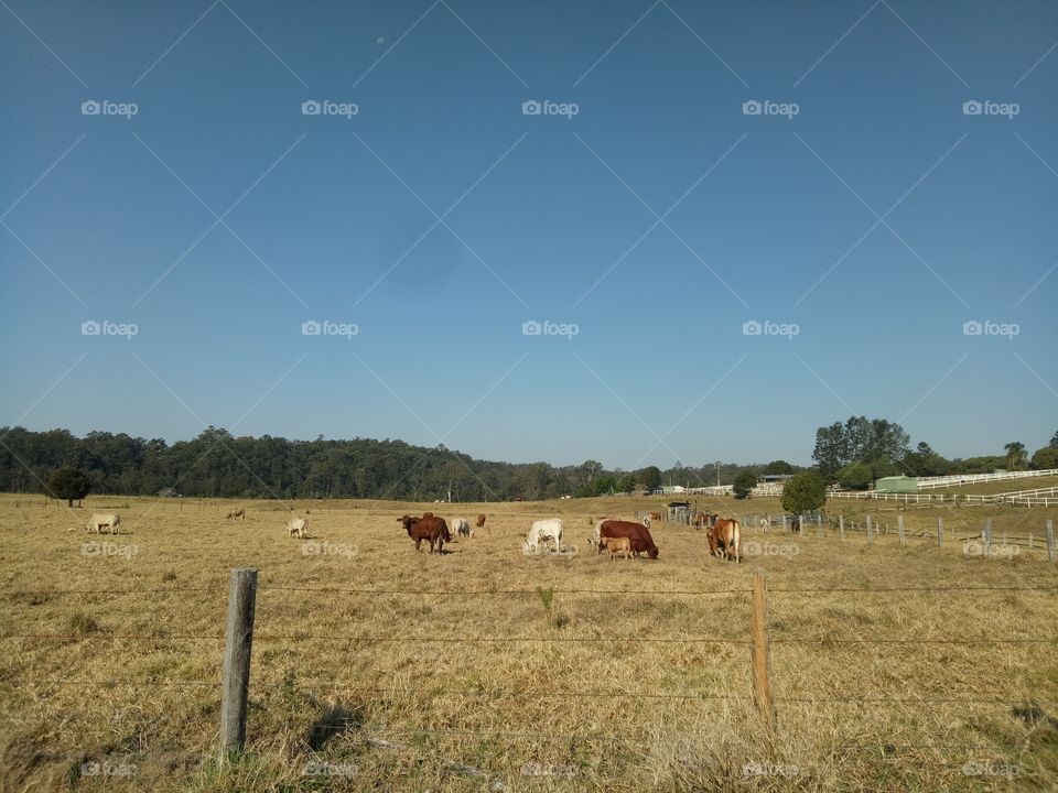cows on the farm in Australia