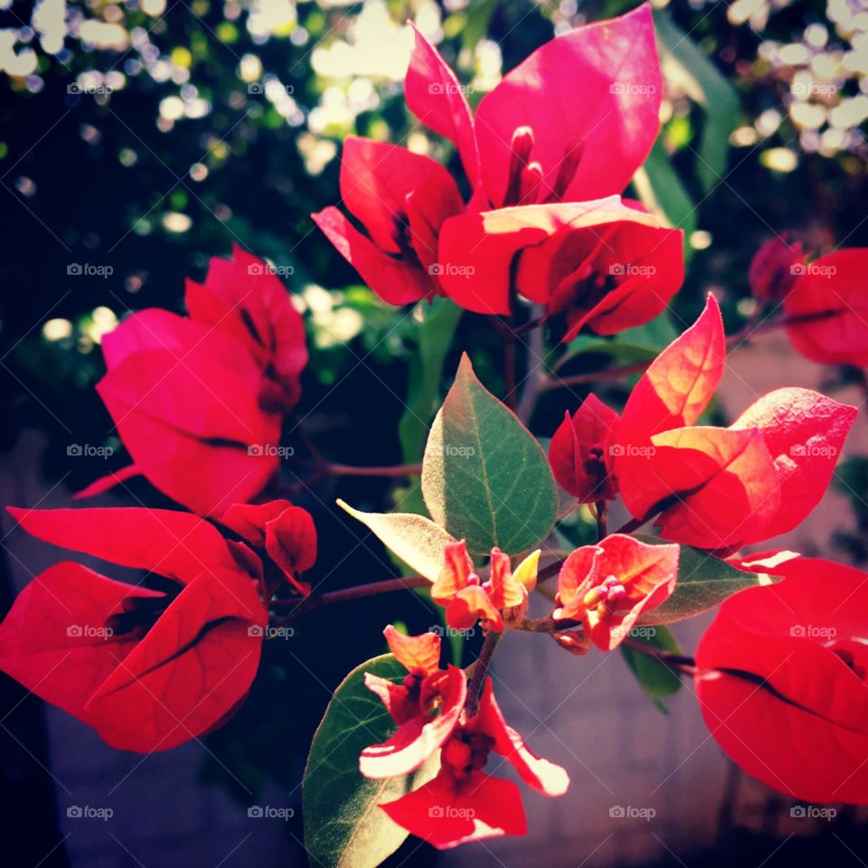🌼#Flores do nosso #jardim, para alegrar e embelezar nosso dia!
#Jardinagem é nosso #hobby.
🌹
#flowers
#garden
#nature
#flor