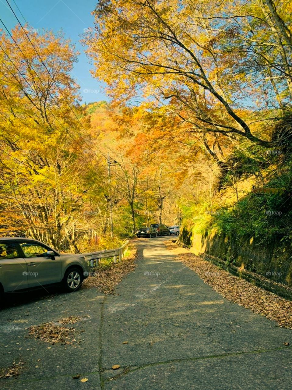 beautiful yellow environment, road with yellow trees