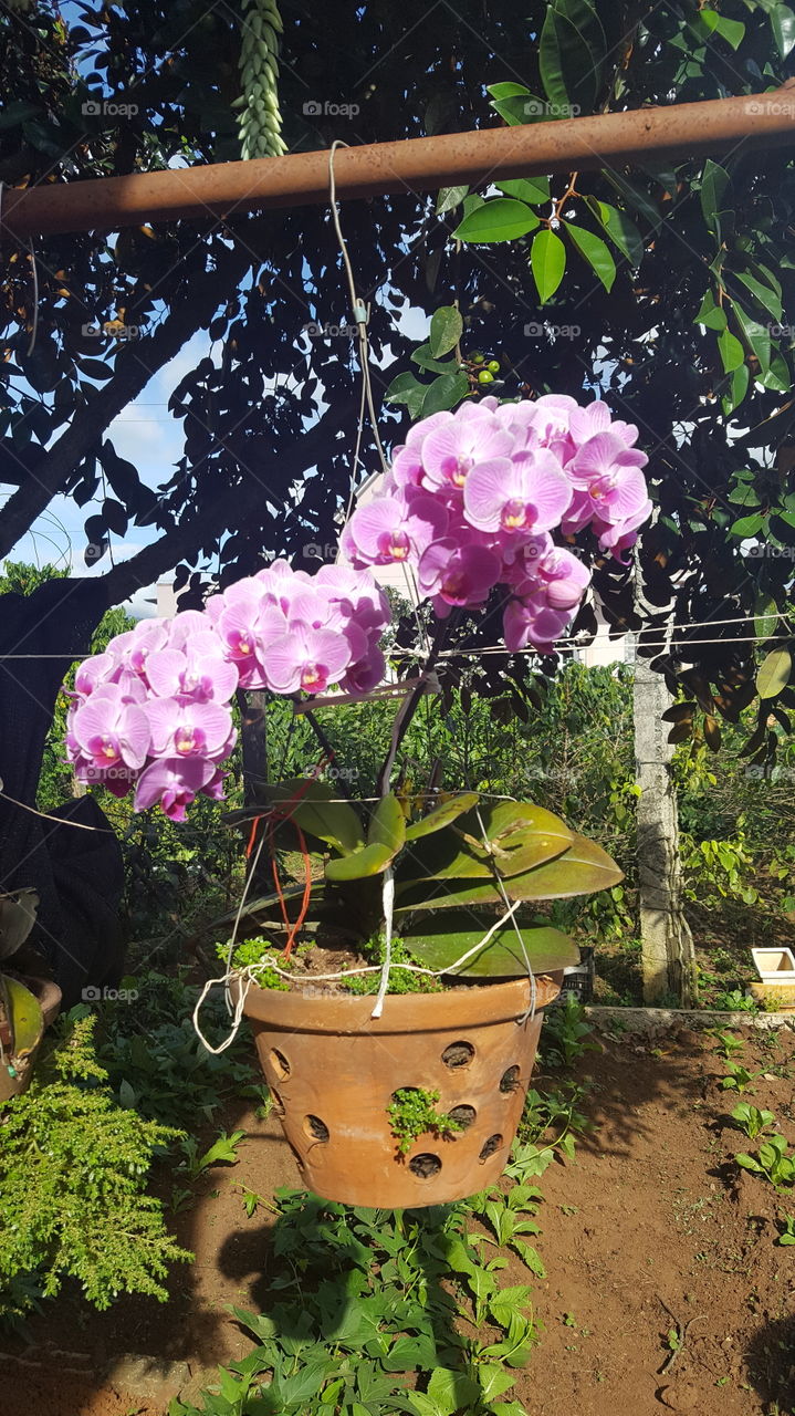 hoa lan #orchids# #cymbidium#