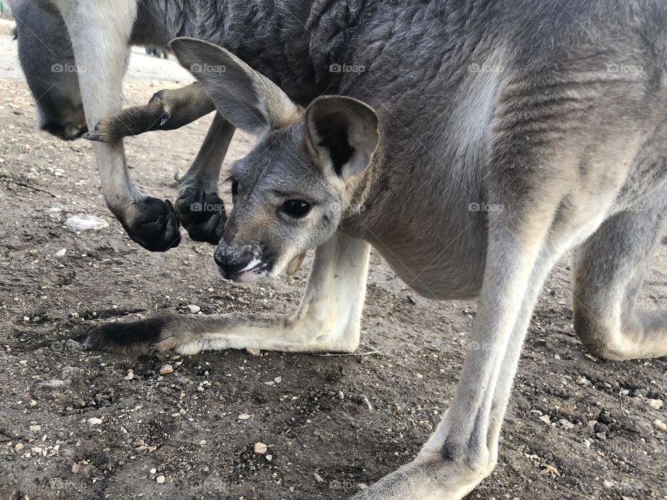 Kangaroo baby 