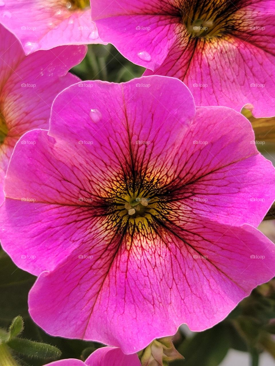 pink spring flower in an outdoor garden