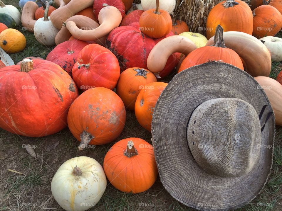 Patch of pumpkins . A patch of pumpkins