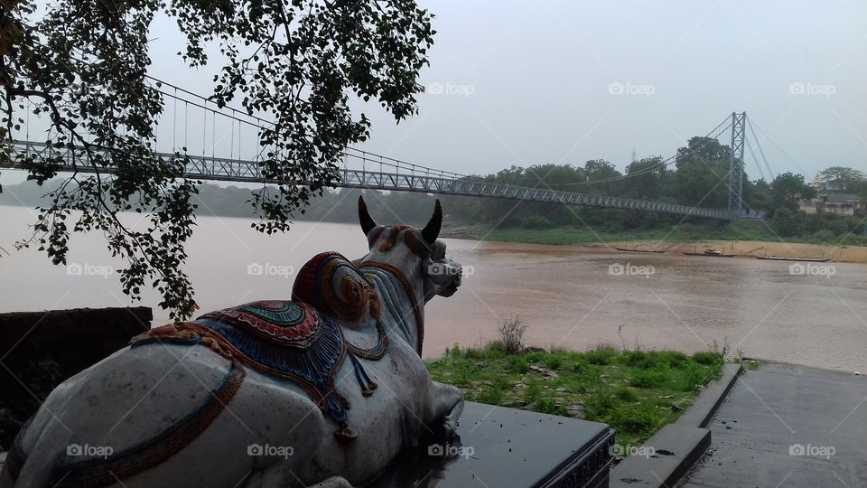 bull watching beauty of nature