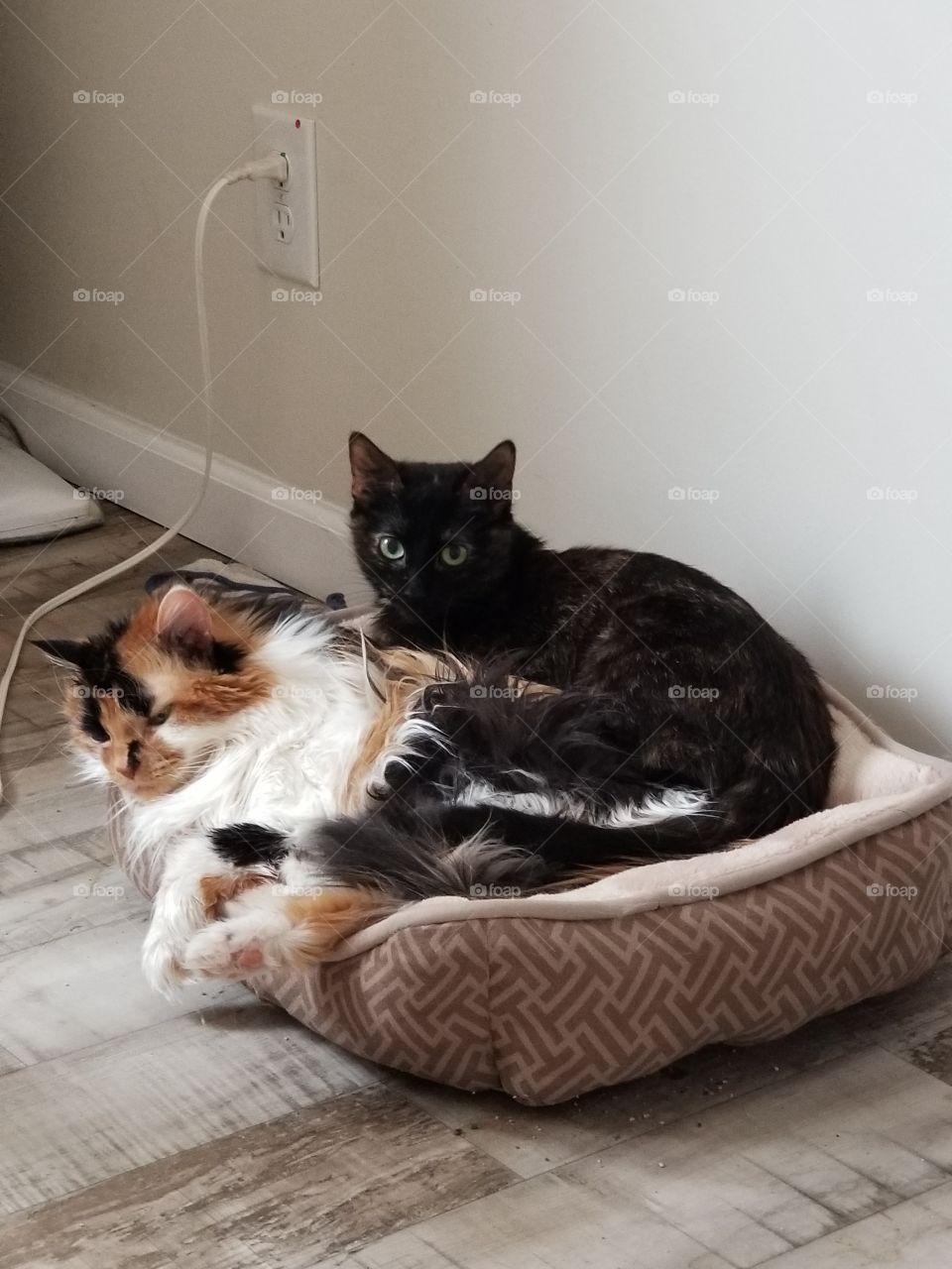 this bed is not big enough for two cats
