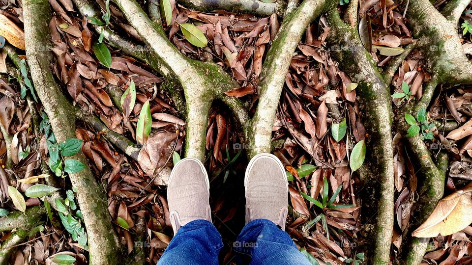 amazing roots