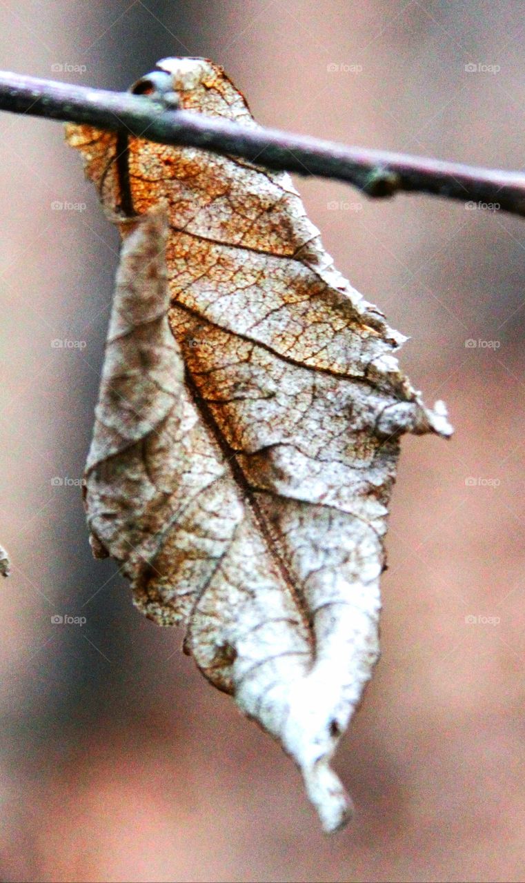 leaf drying