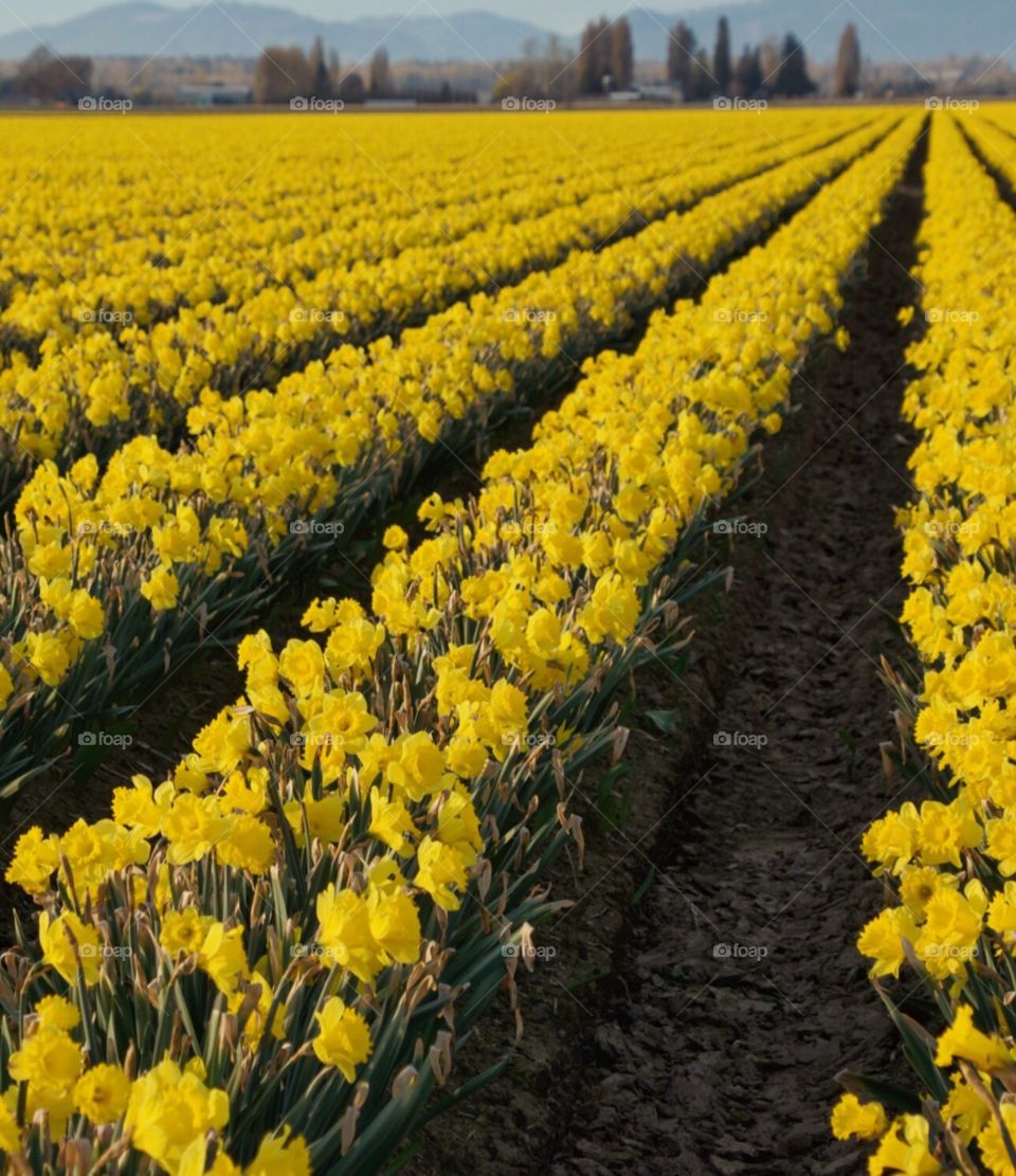 Daffodil row