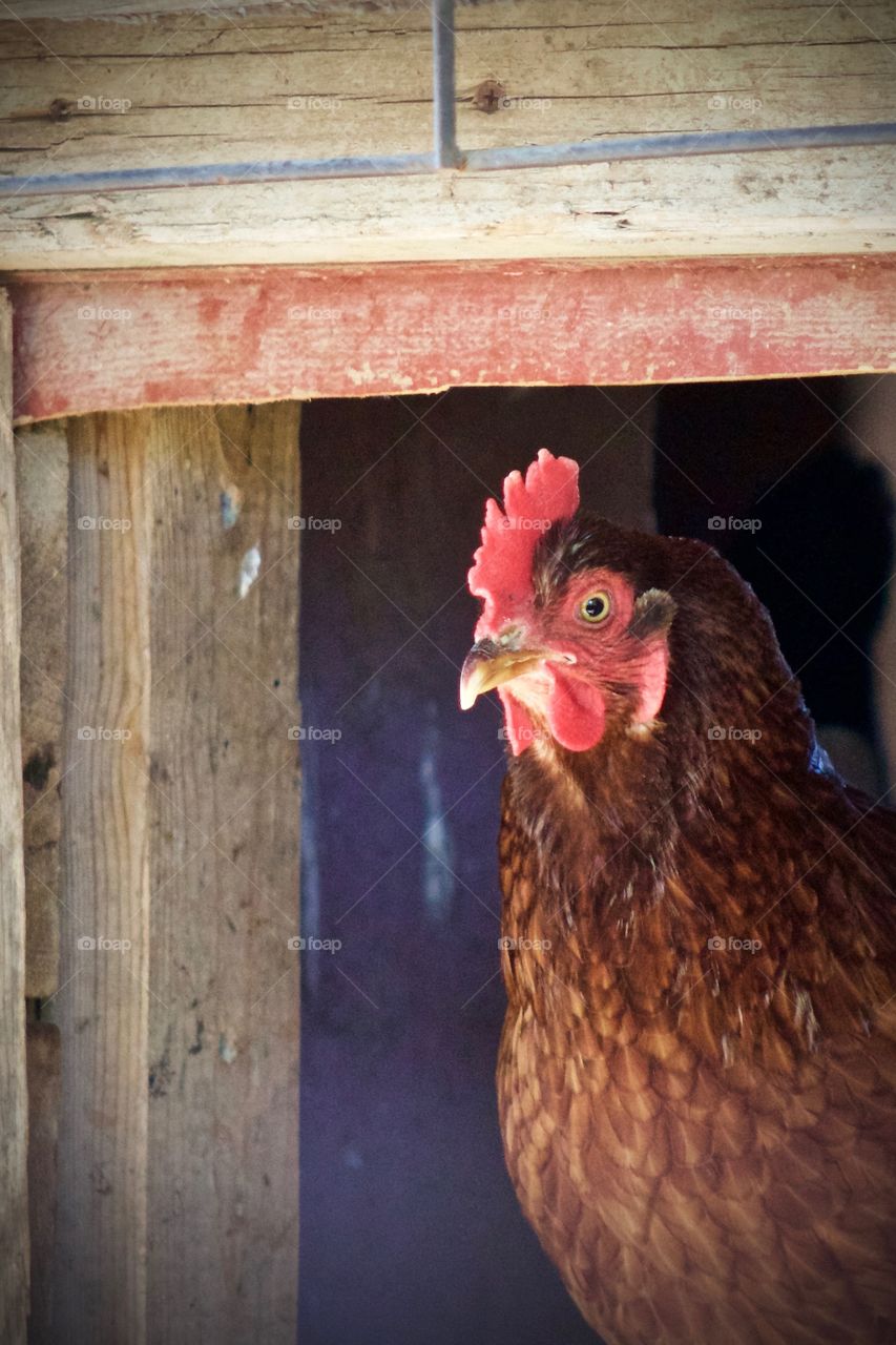 Closeup headshot of a brown hen with red comb and wattle, standing in the entryway of a weathered chicken coop