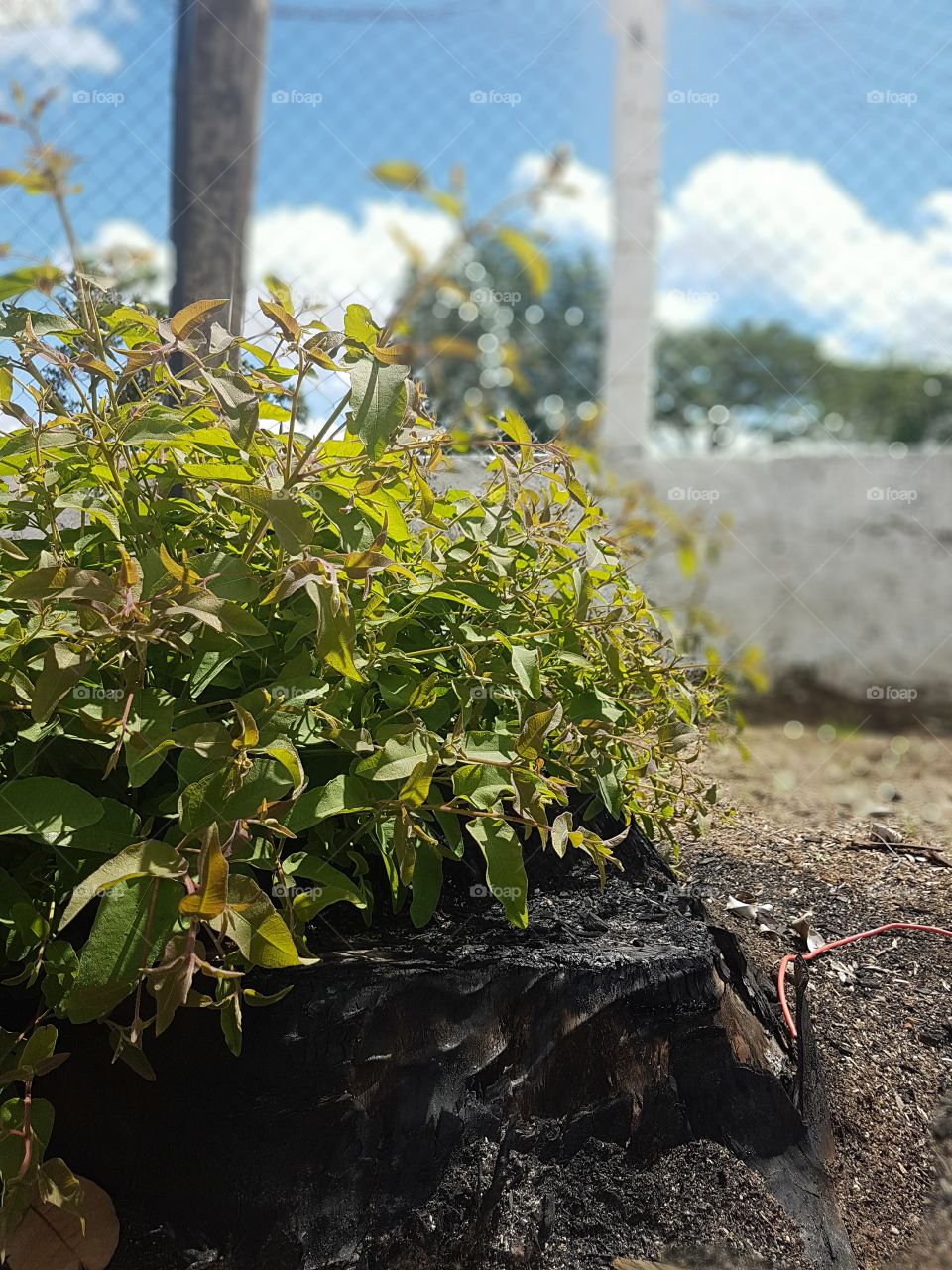 Renascendo das cinzas 