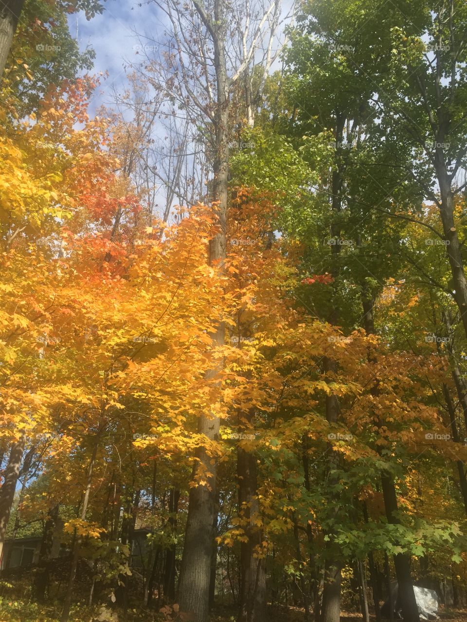 Fall, Leaf, Tree, Park, Wood