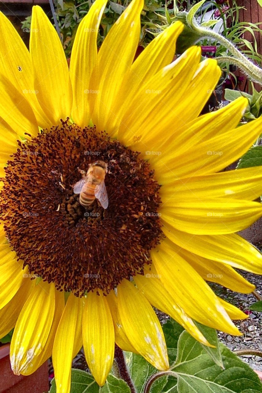 Honey bee on sunflower 