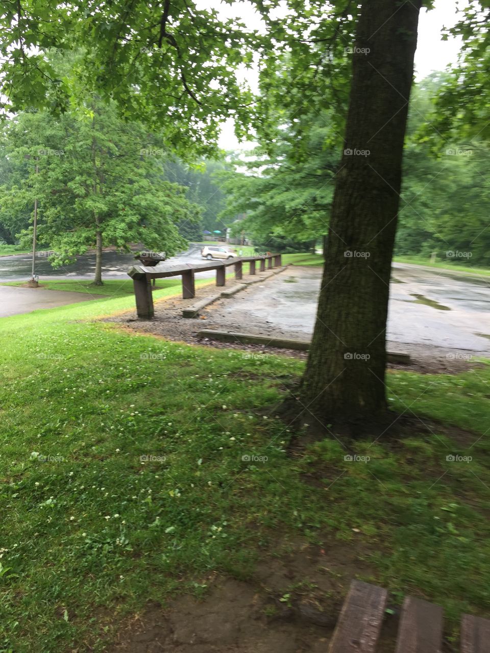 Tree, Landscape, Wood, No Person, Guidance