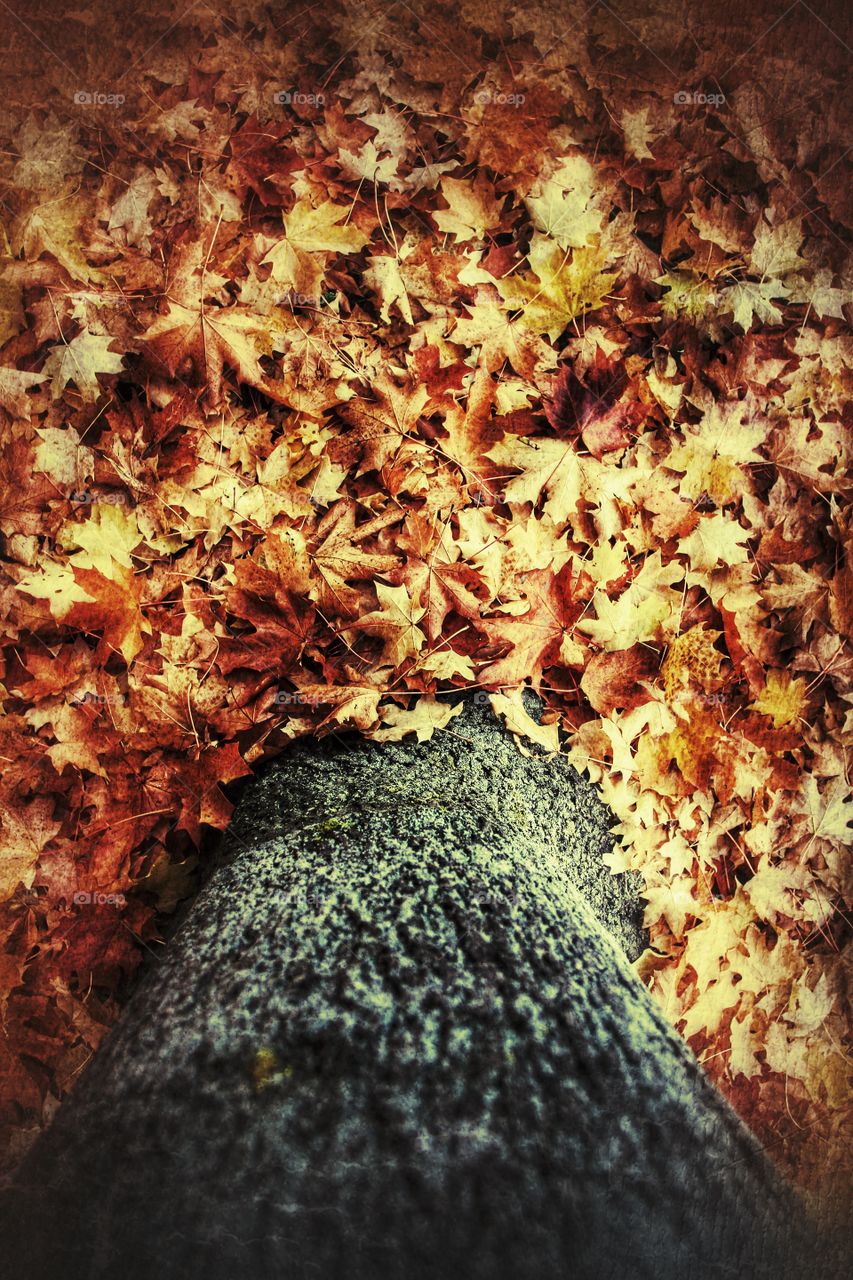 Fallen Leaves. Fallen leaves at the base of a tree trunk in Autumn.