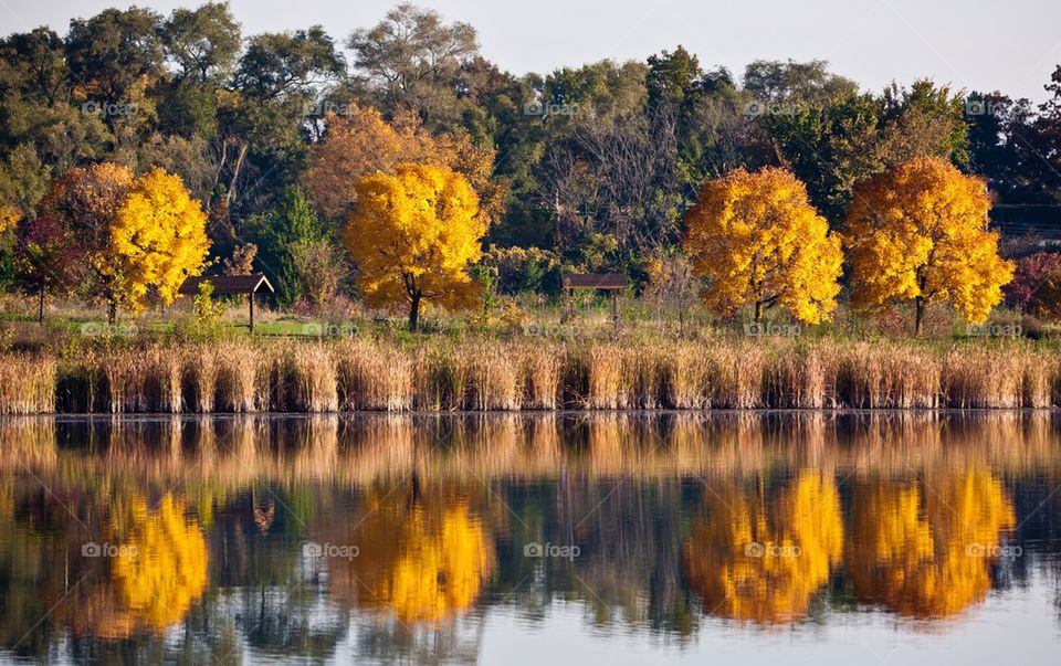 Fall Colors