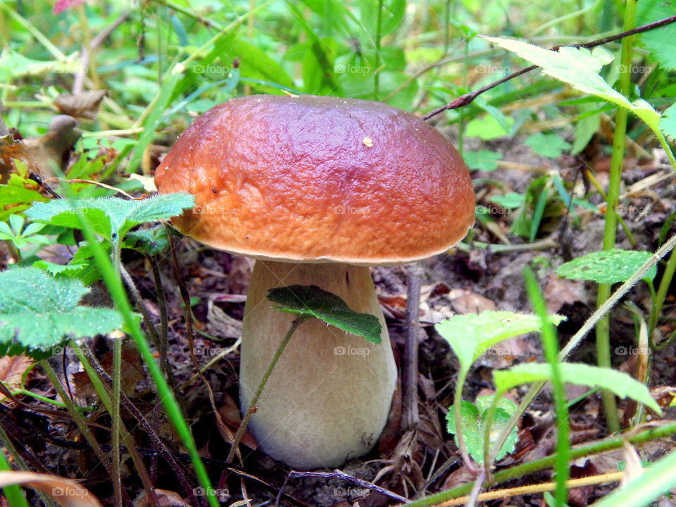 The king of the forest - beautiful Boletus