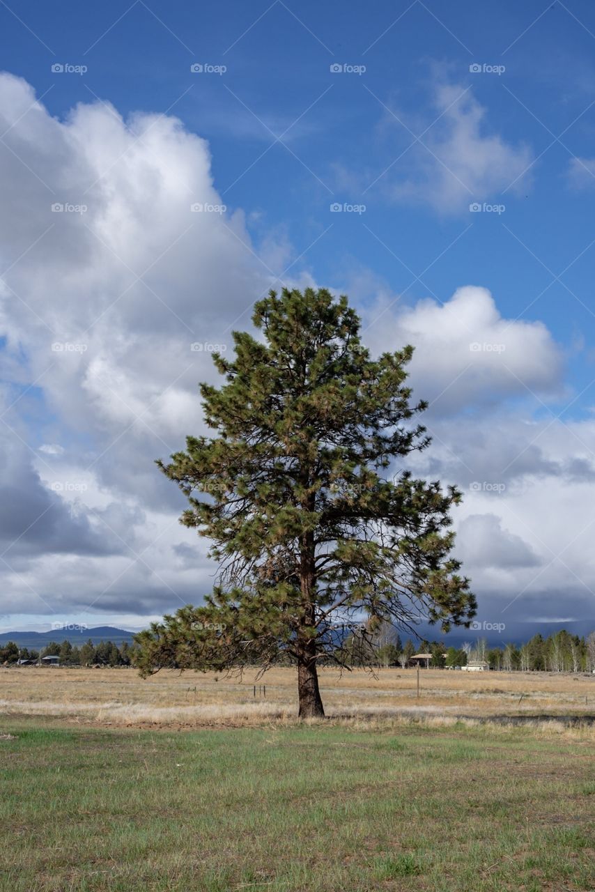 A line tree stands in the field under blue sky and clouds
