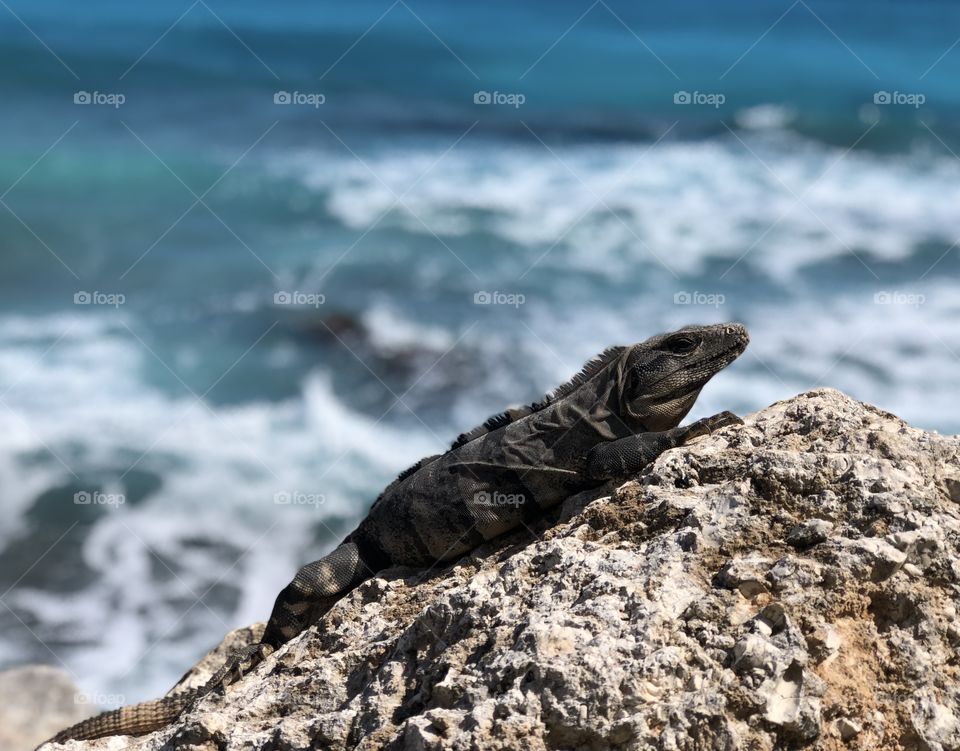 Mexican Iguana 