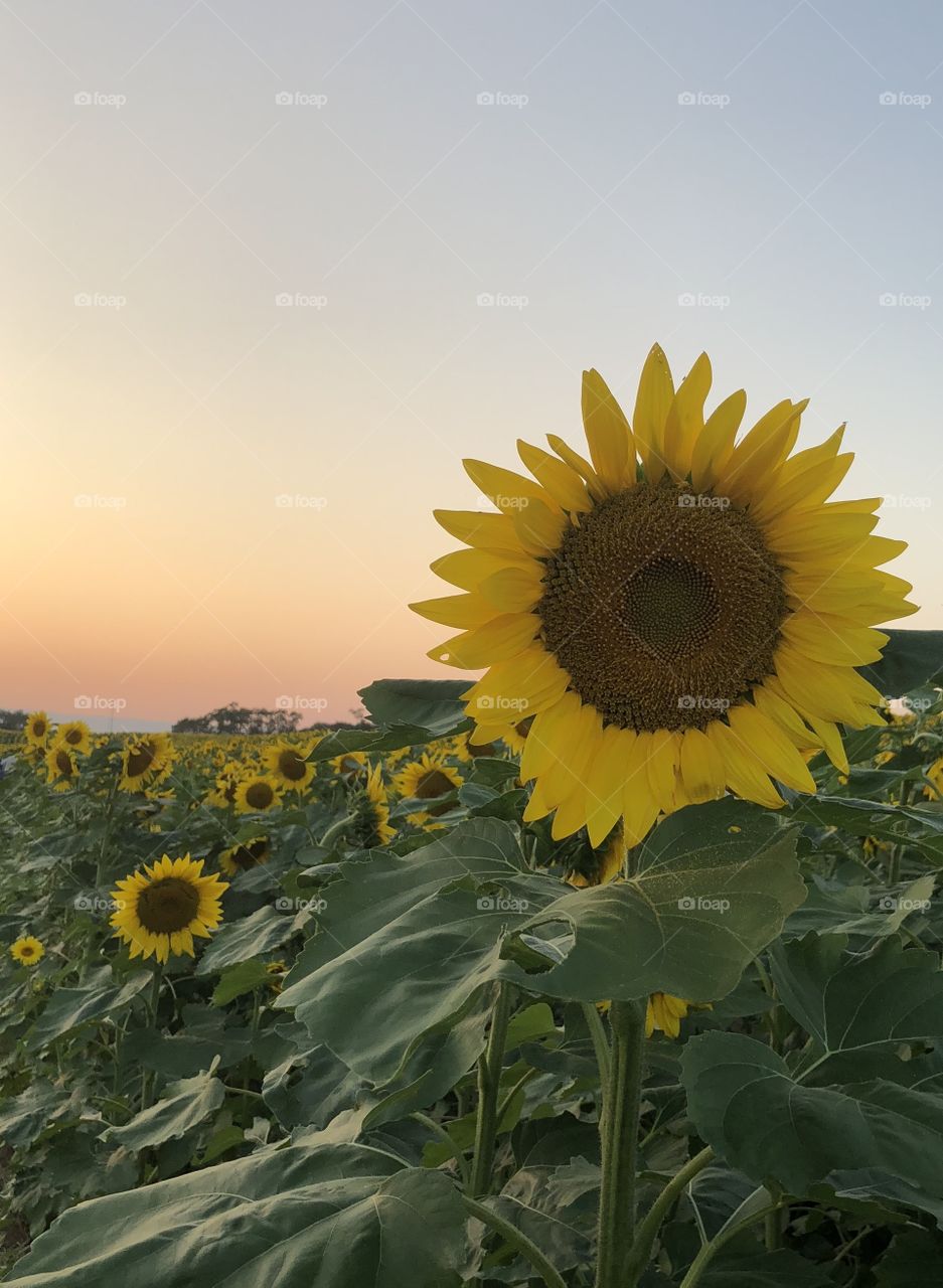 Sunflower field st sunset Chambersburg Pa 