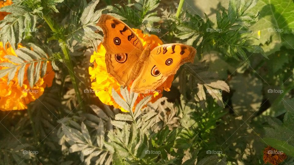 A beautiful scene of butterfly on the marigold flowers.
