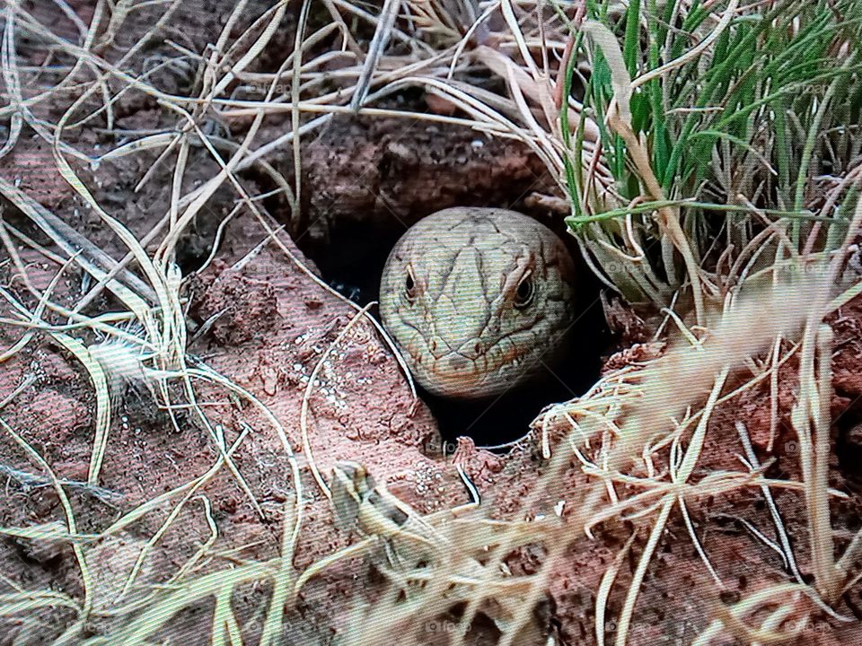 An animal hiding in its hole