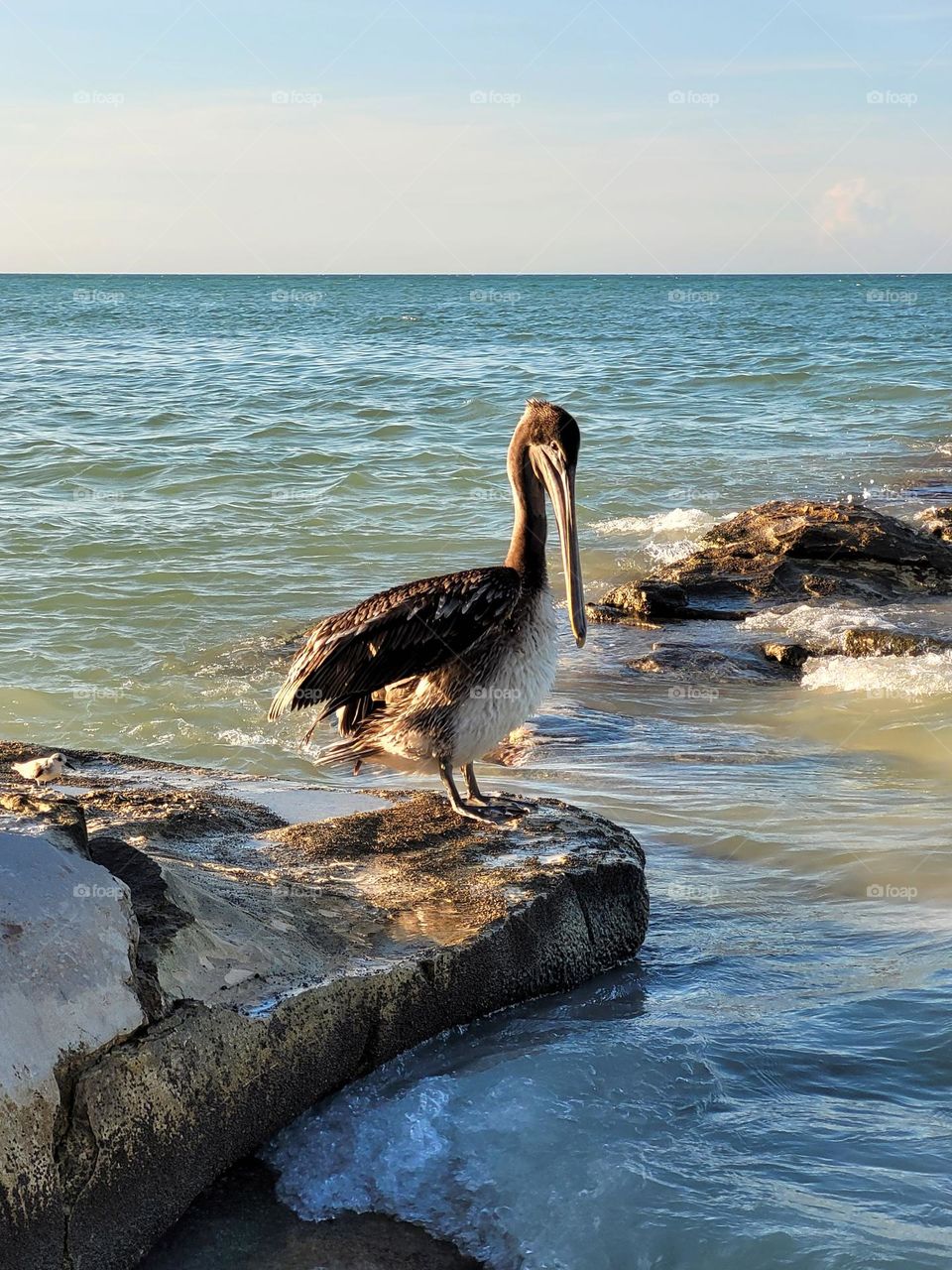 pelícano solitario y mar