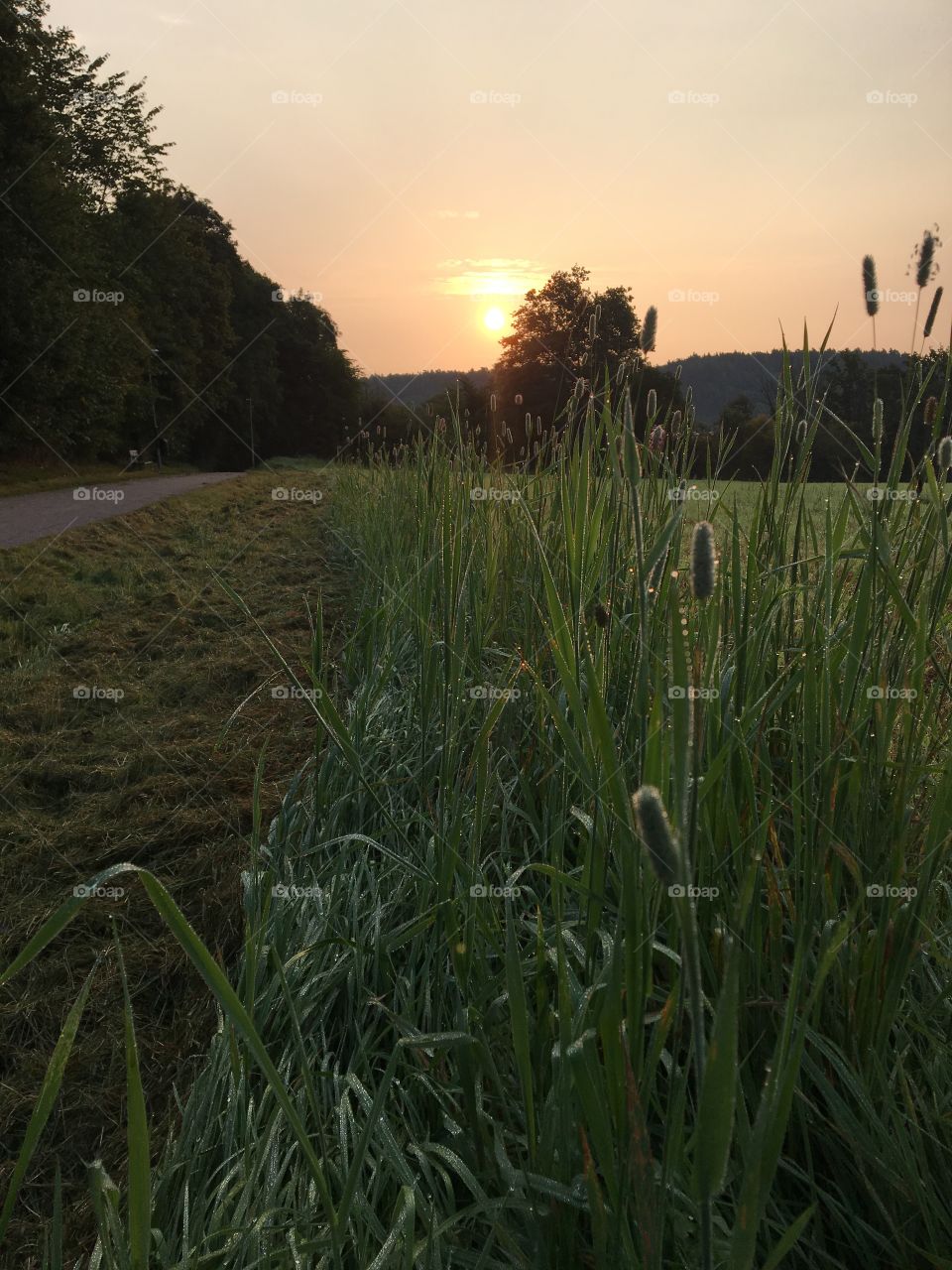 No Person, Landscape, Grass, Dawn, Outdoors